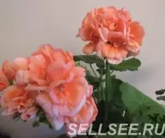 Герань кустовая лосось отростки и кусты - 2