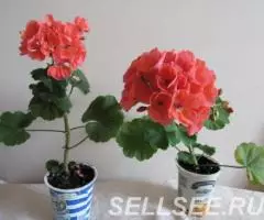 Герань кустовая лосось отростки и кусты - 3