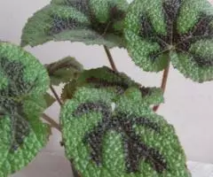 Бегония Мэсона куст молодой - 2