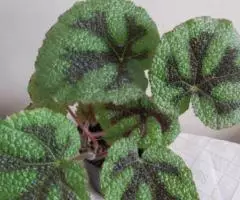 Бегония Мэсона куст молодой - 3