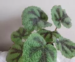 Бегония Мэсона куст молодой - 4