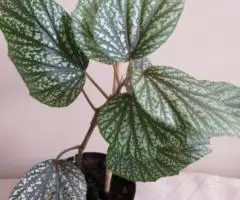 Бегония кустовая коралловая серебристая - 2