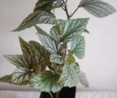 Бегония кустовая коралловая серебристая - 3