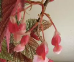 Бегония кустовая коралловая серебристая - 4