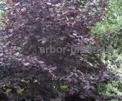 Крупномеры из питомника в Подмосковье, оптом и в розницу - 2