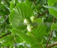 Крупномеры из питомника в Подмосковье, оптом и в розницу - 3