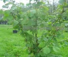 Крупномеры из питомника в Подмосковье, оптом и в розницу - 4