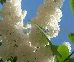 Саженцы сирени из питомника, каталог с сортами в интернет ... - 2