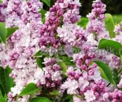 Саженцы сирени из питомника, каталог с сортами в интернет ... - 3