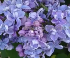 Саженцы сирени из питомника, каталог с сортами в интернет ... - 4