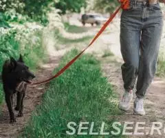 Преданный пёс из приюта по имени Миша ищет дом - 2