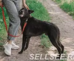 Преданный пёс из приюта по имени Миша ищет дом - 3