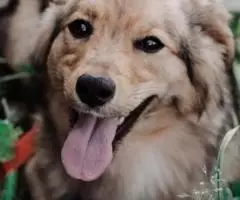 Миниатюрная собачка Рада в ищет семью - 2