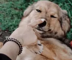 Миниатюрная собачка Рада в ищет семью - 3