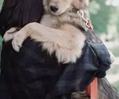 Миниатюрная собачка Рада в ищет семью - 4