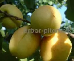 Саженцы абрикосов из питомника с доставкой, каталог с ... - 2