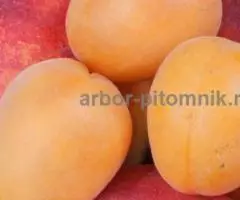 Саженцы абрикосов из питомника с доставкой, каталог с ... - 3