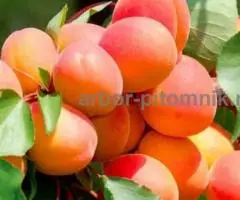 Саженцы абрикосов из питомника с доставкой, каталог с ... - 4