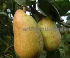Саженцы груши, крупномеры груш из питомника в Подмосковье - 2