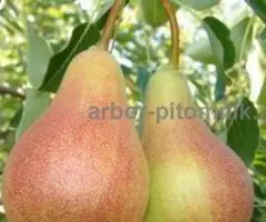Саженцы груши, крупномеры груш из питомника в Подмосковье - 3
