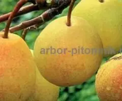 Саженцы груши, крупномеры груш из питомника в Подмосковье - 4