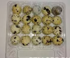 Производим коррекс для перепелиных яиц - 2