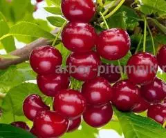 Саженцы вишни, крупномеры вишень с доставкой из питомника в ... - 2