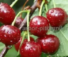 Саженцы вишни, крупномеры вишень с доставкой из питомника в ... - 3