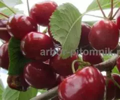 Саженцы вишни, крупномеры вишень с доставкой из питомника в ... - 4