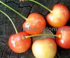 Саженцы черешни ЗКС, крупномеры черешни с землей из ... - 2