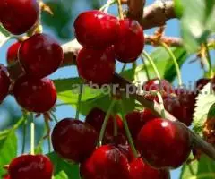 Саженцы черешни ЗКС, крупномеры черешни с землей из ... - 3