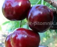 Саженцы черешни ЗКС, крупномеры черешни с землей из ... - 4