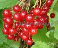 Саженцы смородины ЗКС, в горшках и в коме земли, с плодами ... - 2