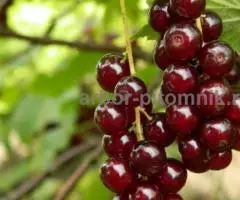 Саженцы смородины ЗКС, в горшках и в коме земли, с плодами ... - 3