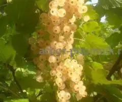 Саженцы смородины ЗКС, в горшках и в коме земли, с плодами ... - 4