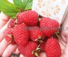 Саженцы малины малина крупноплодная, ремонтантная, в ... - 2