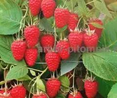 Саженцы малины малина крупноплодная, ремонтантная, в ... - 3