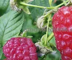 Саженцы малины малина крупноплодная, ремонтантная, в ... - 4