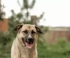 2х, 3х, 4х - местные благоустроенные номера в корпусах и ... - 4