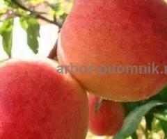 Плодовые деревья и плодовые крупномеры большемеры взрослые ... - 3