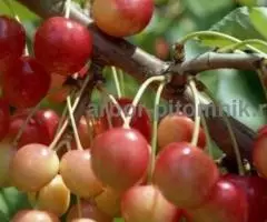 Плодовые деревья и плодовые крупномеры большемеры взрослые ... - 4