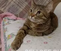 Милая кошечка София в добрые руки - 2