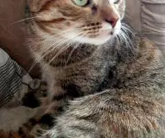 Милая кошечка София в добрые руки - 3