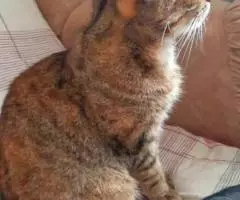 Милая кошечка София в добрые руки - 4