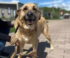 Великолепная собака Эра в добрые руки - 3