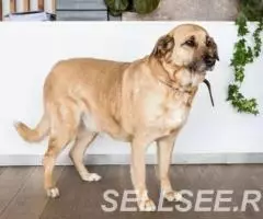 Великолепная собака Эра в добрые руки - 4