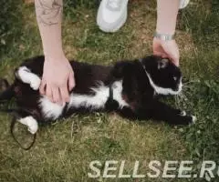 Кафка, 1 год, ищет дом - 2