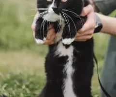 Кафка, 1 год, ищет дом - 3