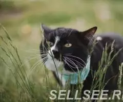 Кафка, 1 год, ищет дом - 4