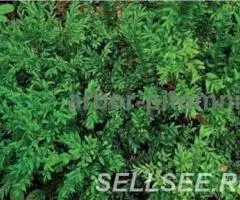 Самшит купить в Москве, саженцы самшита из подмосковного ... - 2